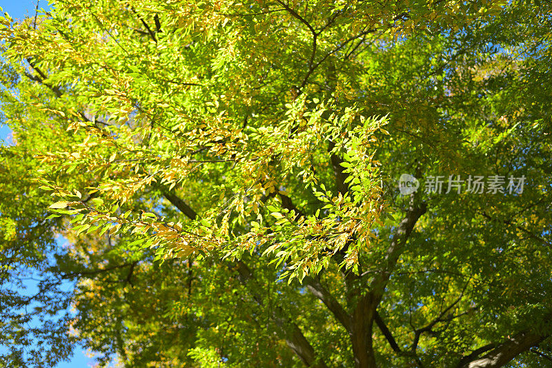 美丽秋色的树叶，玉川之井，日本东京(10 - 11月-2022)